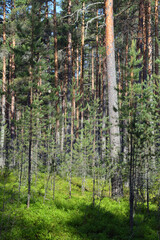  Pine forest on summer day.
