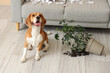 © Pixel-Shot - Naughty Beagle dog with torn paper and overturned houseplant sitting in messy living room