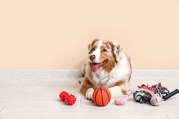 Wall Mural - Fluffy Australian Shepherd dog with pet accessories lying near beige wall