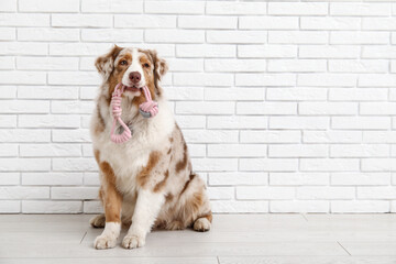 Wall Mural - Cute Australian Shepherd dog with rope toy sitting near white brick wall