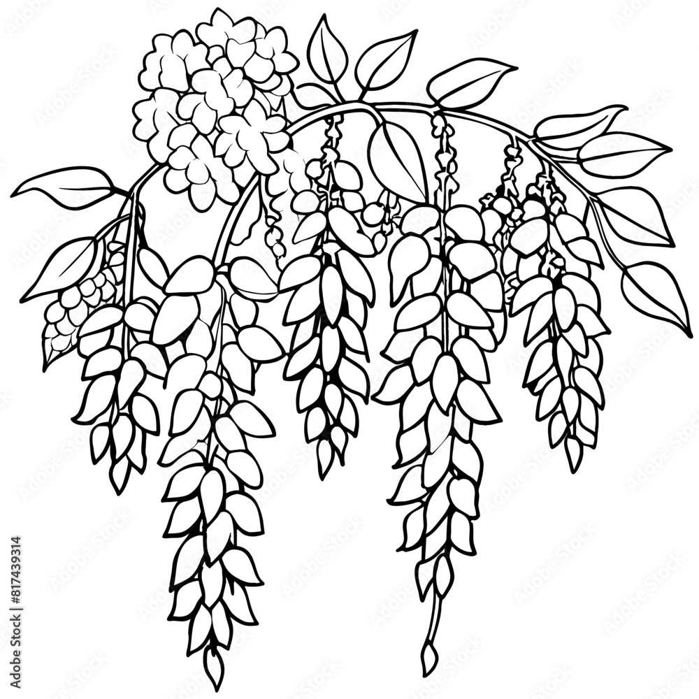 Wisteria Flower outline illustration coloring book page design ...