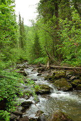 a stormy stream of a mountain stream bending around large stones and fallen trees flows through a de