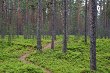 Wall Mural - Pine forest on summer day.