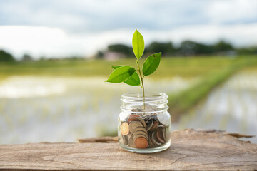 Wall Mural - Saving money by hand puting coins in jug glass on nature background