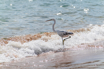 Canvas Print - White Western Reef Heron (Egretta gularis) at Sharm el-Sheikh beach, Sinai, Egypt