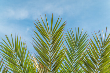 Wall Mural - Palm tree with green leaves on blue background