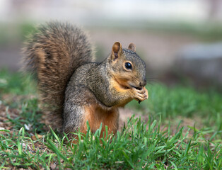 Wall Mural - Cute, young Eastern Fox squirrel (Sciurus niger) eating bird seeds in the garden