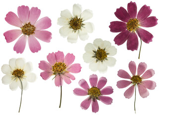 Wall Mural - Pressed and dried flowers cosmos, cosmea isolated on white background. For use in scrapbooking, floristry or herbarium.