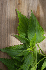 Wall Mural - botanical background of nettle leaves