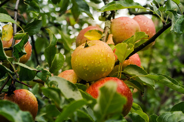 Wall Mural - apples on tree