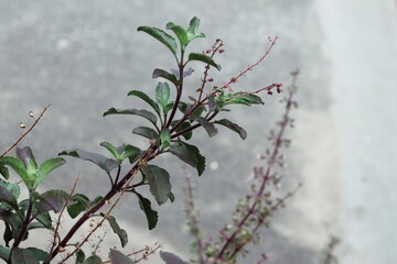 Wall Mural - Close up of green basil leaves