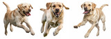 Fototapeta Dinusie - Golden retriever running over white background, set of three images. 