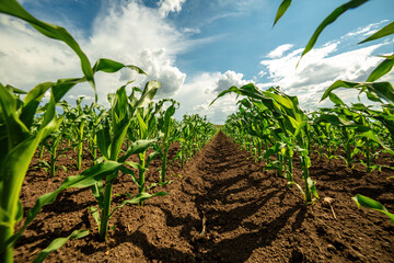 Wall Mural - Low angle view of lush green corn plants in a sprawling agricultural field against a cloudy sky