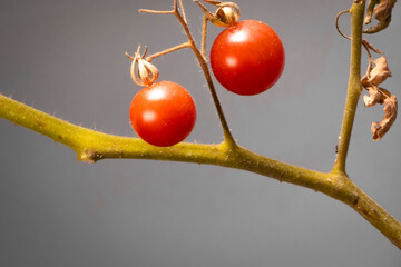 Cherry tomato hanging on white background