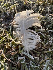 Wall Mural - feather in snow