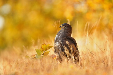 Wall Mural - A common buzzard sits in the grass. Autumn scene with a buzzard. Buteo buteo. 