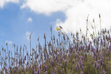 Wall Mural - White butterfly on lavender 