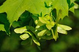 Fototapeta  - Bunch of fruits of Acer platanoides, also known as Norway maple. The fruit is a double samara with two winged seeds.
