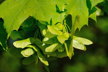 Wall Mural - Bunch of fruits of Acer platanoides, also known as Norway maple. The fruit is a double samara with two winged seeds.