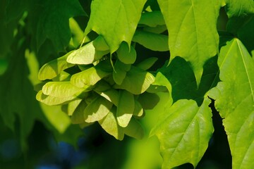 Wall Mural - Bunch of fruits of Acer platanoides, also known as Norway maple. The fruit is a double samara with two winged seeds.