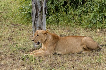 Wall Mural - A female lion (Panthera leo) in South Luangwa National Park. Zambia. Africa.