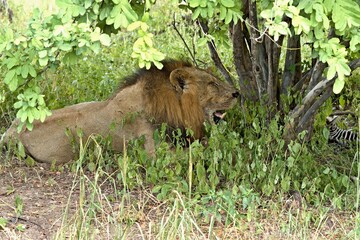 Wall Mural - Lion (Panthera leo) in South Luangwa National Park. Zambia. Africa.