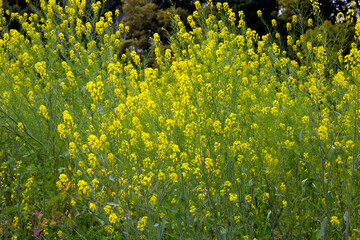 Wall Mural - Field Mustard or Rape Blossom