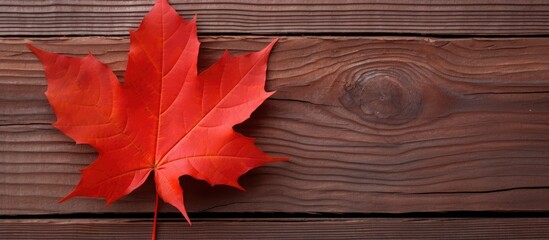 Wall Mural - Autumnal red leaf displayed against a wooden backdrop with ample copy space for images