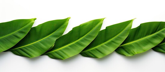 Poster - A white background showcases an isolated banana leaf creating a copy space image