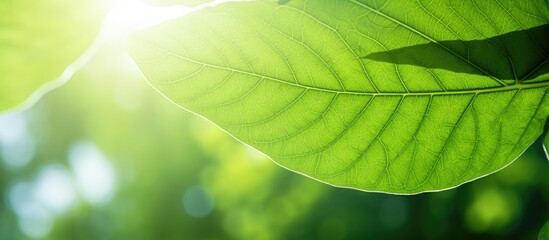 Aufkleber - Close up nature view of a green leaf in a summer garden bathed in sunlight Ideal as a background or wallpaper Copy space image