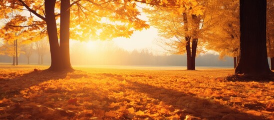 Poster - The autumn sun warms the yellowed foliage that has fallen onto the warm earth creating a scenic copy space image 132 characters