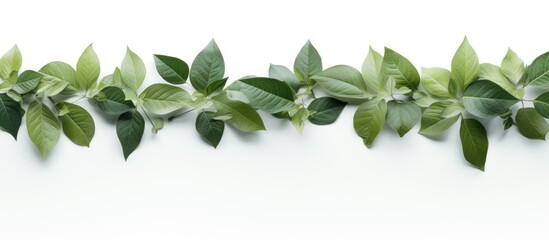 Aufkleber - A copy space image of isolated leaves framed against a white background