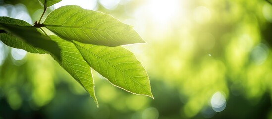 Aufkleber - Close up nature view of a green leaf in a summer garden bathed in sunlight Ideal as a background or wallpaper Copy space image