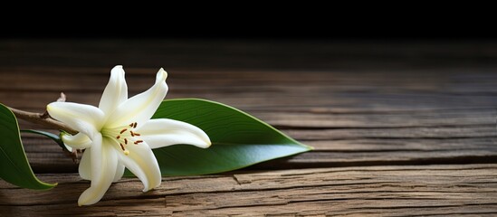 Fototapete - A stunning vanilla blossom and stick placed on a rustic wooden backdrop with ample copy space image