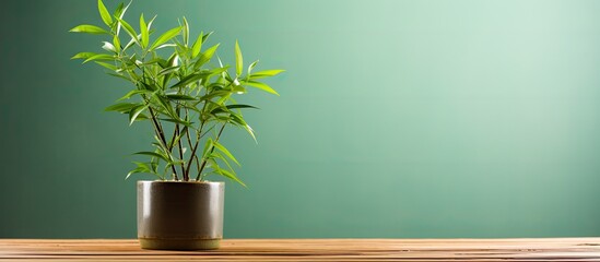 Sticker - A potted green bamboo on a wooden stand with copy space image available