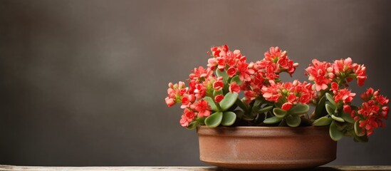 Poster - Kalanchoe plant displayed in a pot with empty space available for adding text. Creative banner. Copyspace image