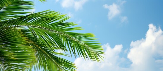 Poster - A healthy young palm tree s bright green fronds set against the cloudy summer sky in a scenic view copy space image