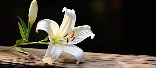 Poster - A lily is set against a rustic wooden backdrop providing a captivating copy space image