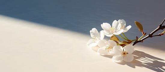 Aufkleber - On a sunny table there is a white almond tree flower resting against a textured surface creating a visually appealing copy space image