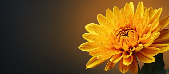 Poster - A vibrant yellow flower with copy space image