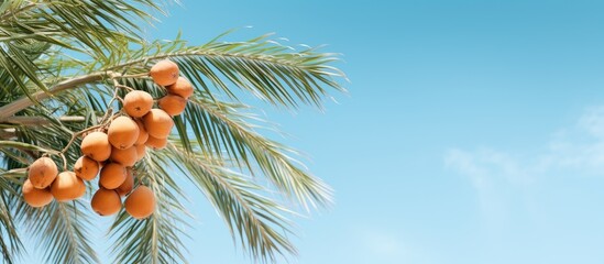 Poster - A summer themed mockup featuring a date palm against a clear blue sky with copy space available for inscriptions