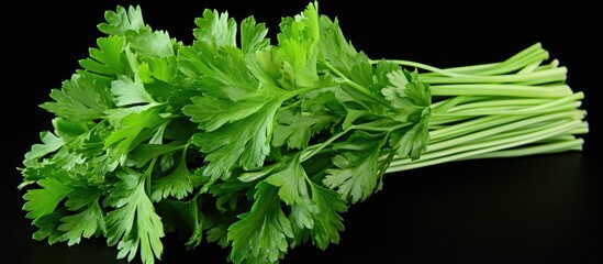 Aufkleber - An isolated bunch of parsley on a white background providing ample copy space for design or text elements