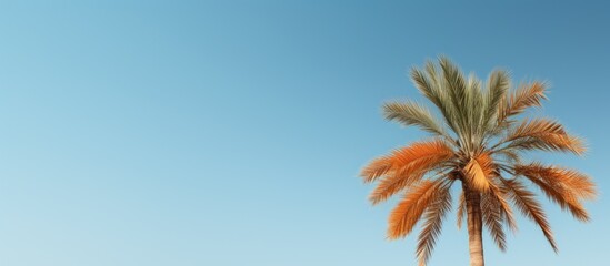 Poster - A summer themed mockup featuring a date palm against a clear blue sky with copy space available for inscriptions