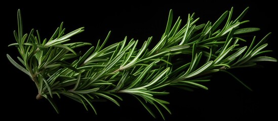 Poster - A top view of a sprig of rosemary against a dark background providing ample copy space for additional elements