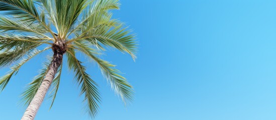 Poster - A summer themed mockup featuring a date palm against a clear blue sky with copy space available for inscriptions