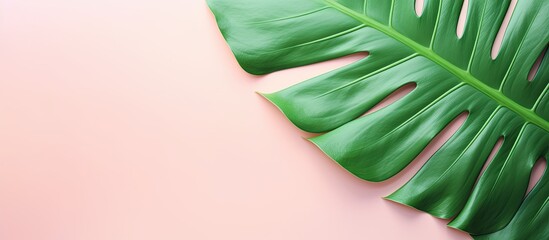Poster - A copy space image of a vibrant green tropical leaf rests on a pastel pink vintage style abstract background seen from a top view