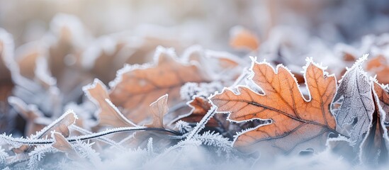Poster - Oak leaves covered in frost providing an enchanting copy space image