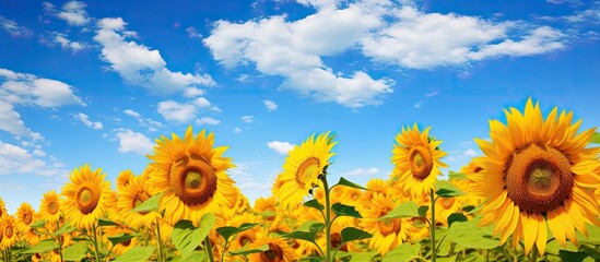 Aufkleber - A scenic view of sunflowers blooming in a field against a backdrop of a cloudy blue sky providing ample copy space for an image