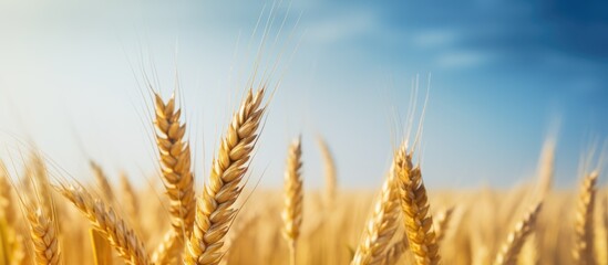 Poster - A single golden wheat ear stands alone after the harvest with no other elements in the photo except for the copy space image
