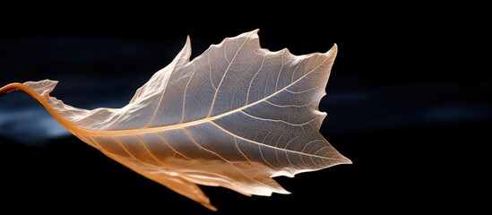 Poster - A dried leaf against a black background providing ample copy space for text or images